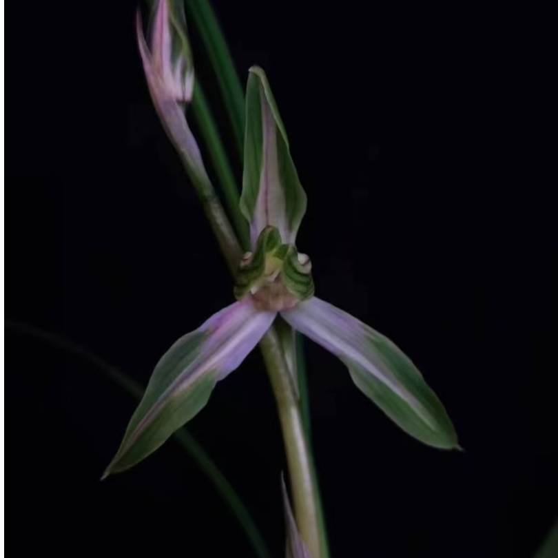 云南兰草花卉一物一拍1号链接奇花艺草