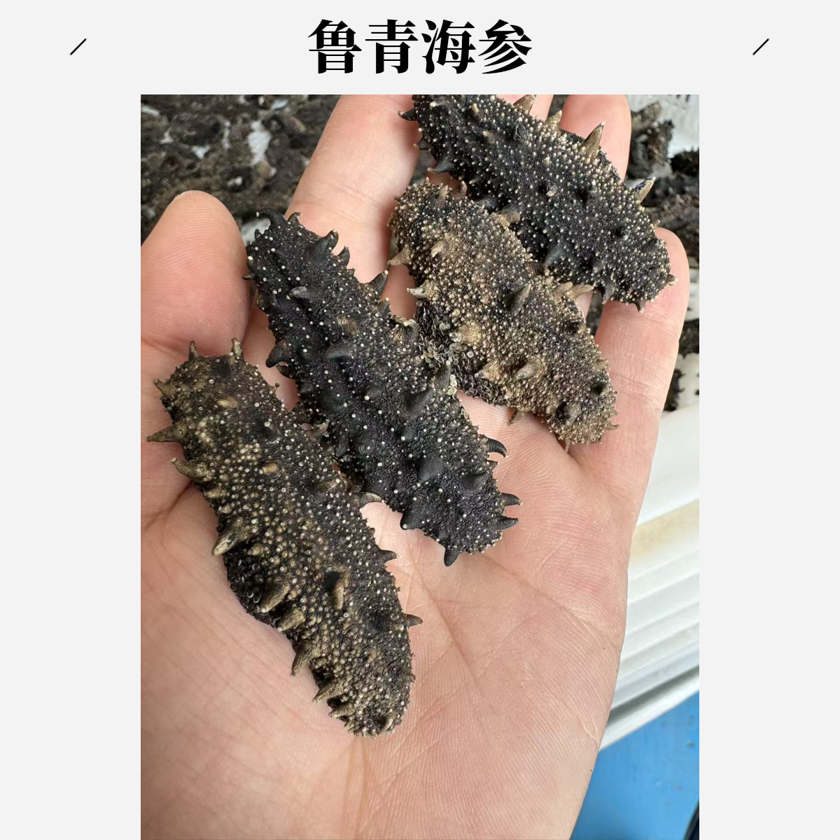 鲁青纯淡干海参60-110头（尾货专用)