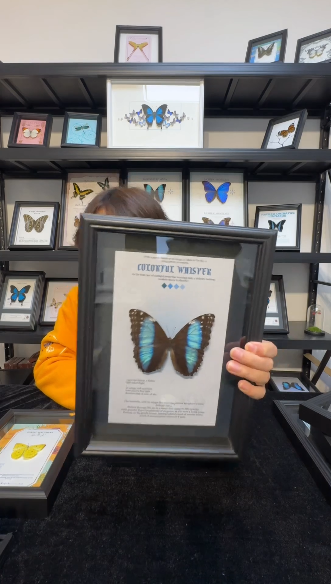 玻璃真实蝴蝶标本