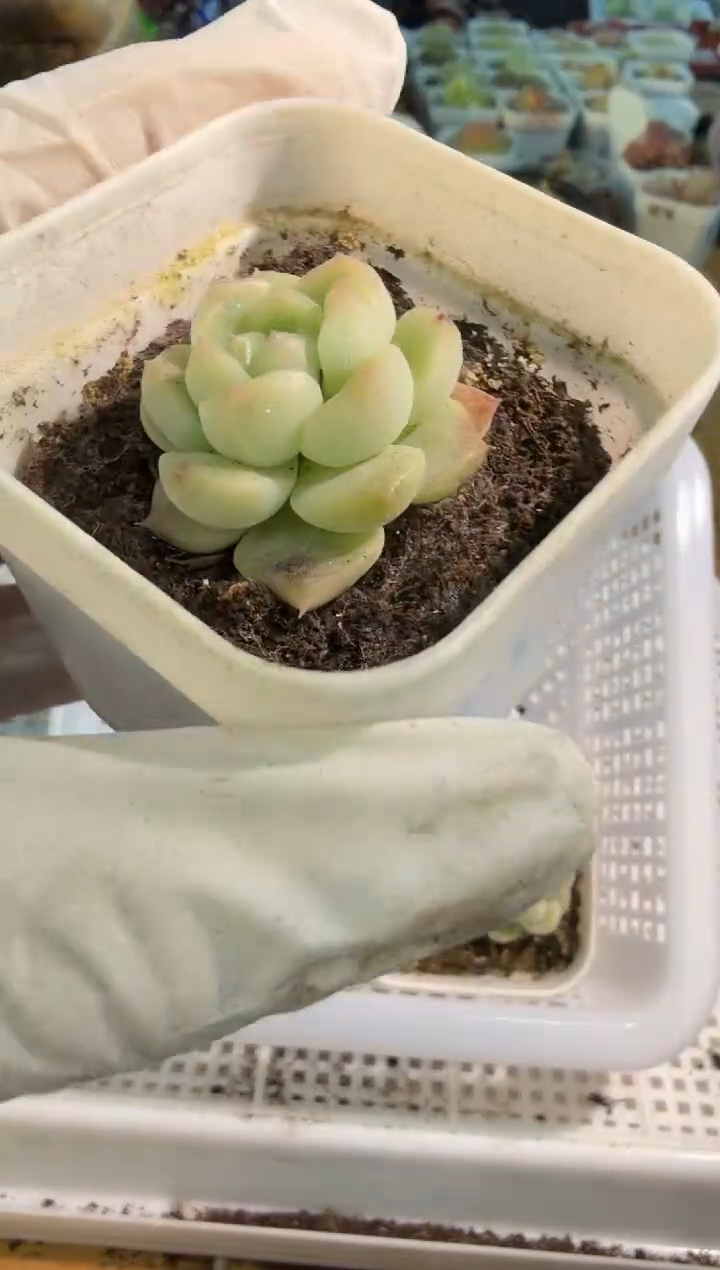 今禾 五方一盆 量拍混发