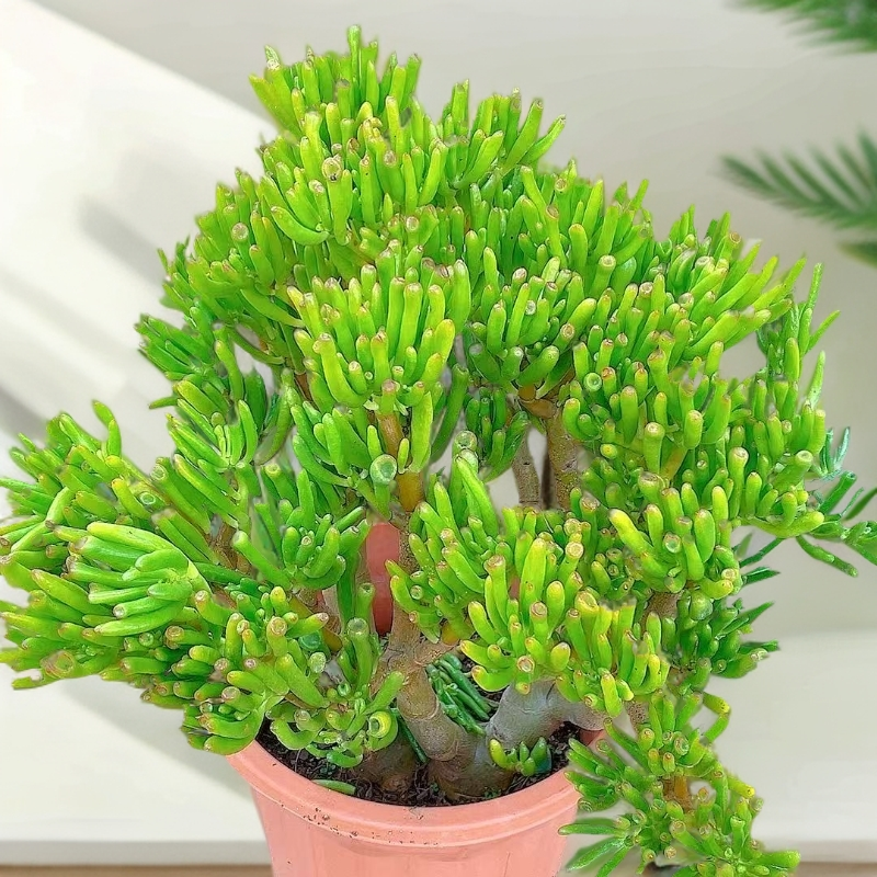 中号老桩吸财树 多肉植物 好种好养  新手必备 老手必养