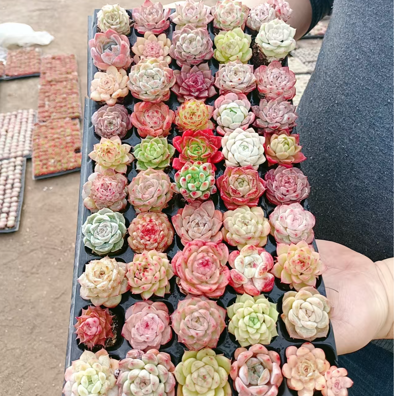 小精品多肉植物 30颗不同品种 零下5度需拍保温箱