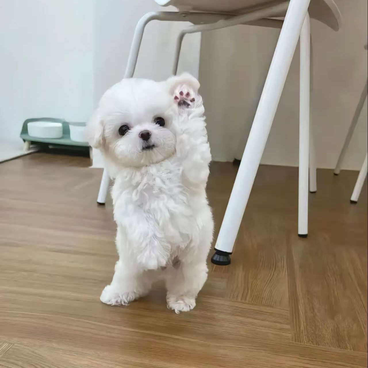 萌小犬高端宠物狗狗