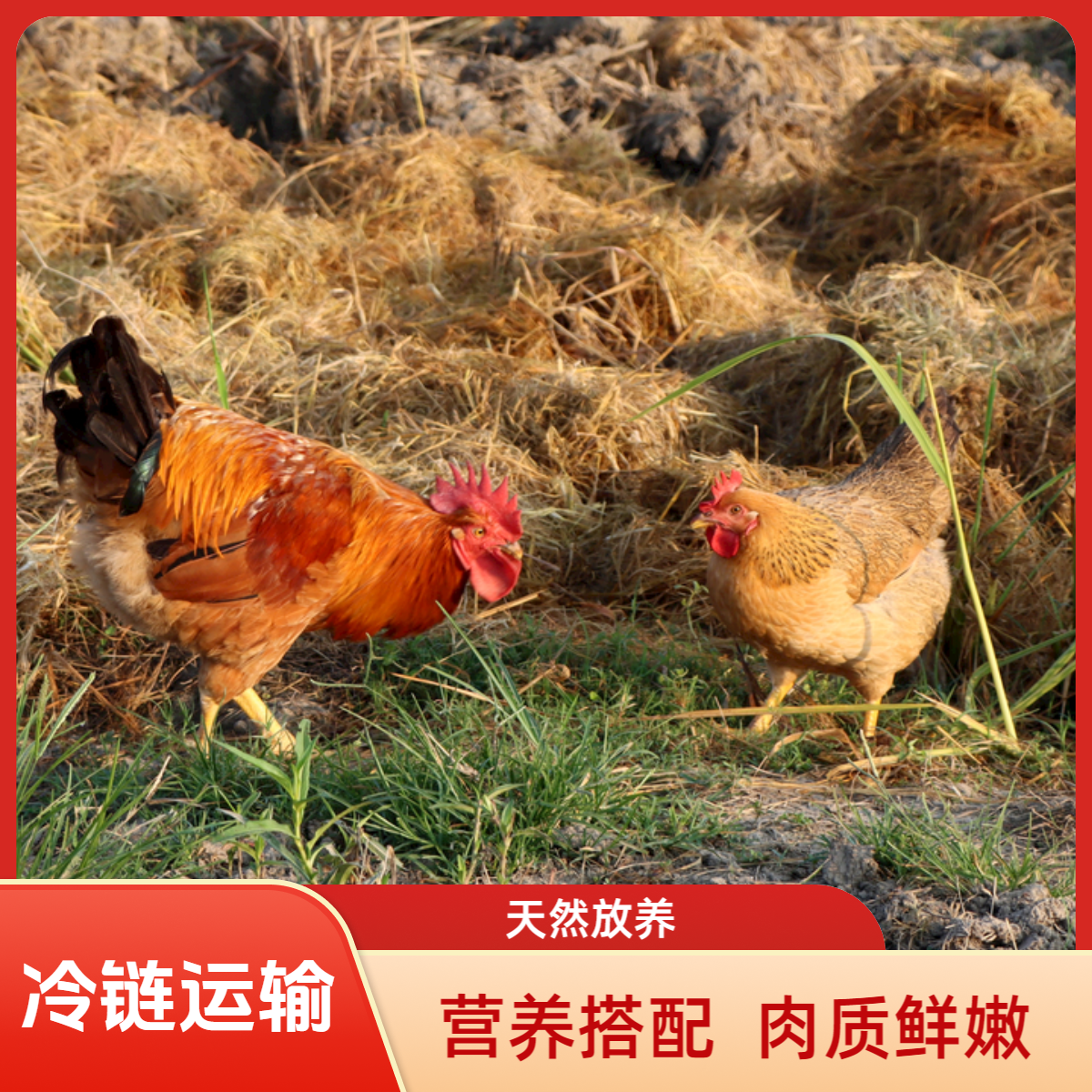 【汉邦】符离林间散养30型大公鸡1只+老母鸡1只