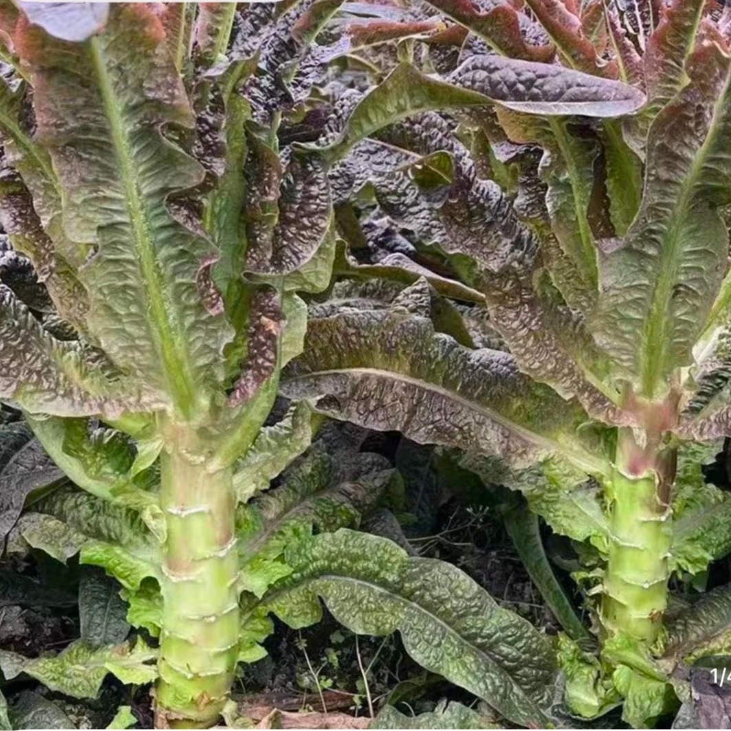 八卦洲紫叶莴笋莴苣新鲜脆嫩现摘包邮3-5斤