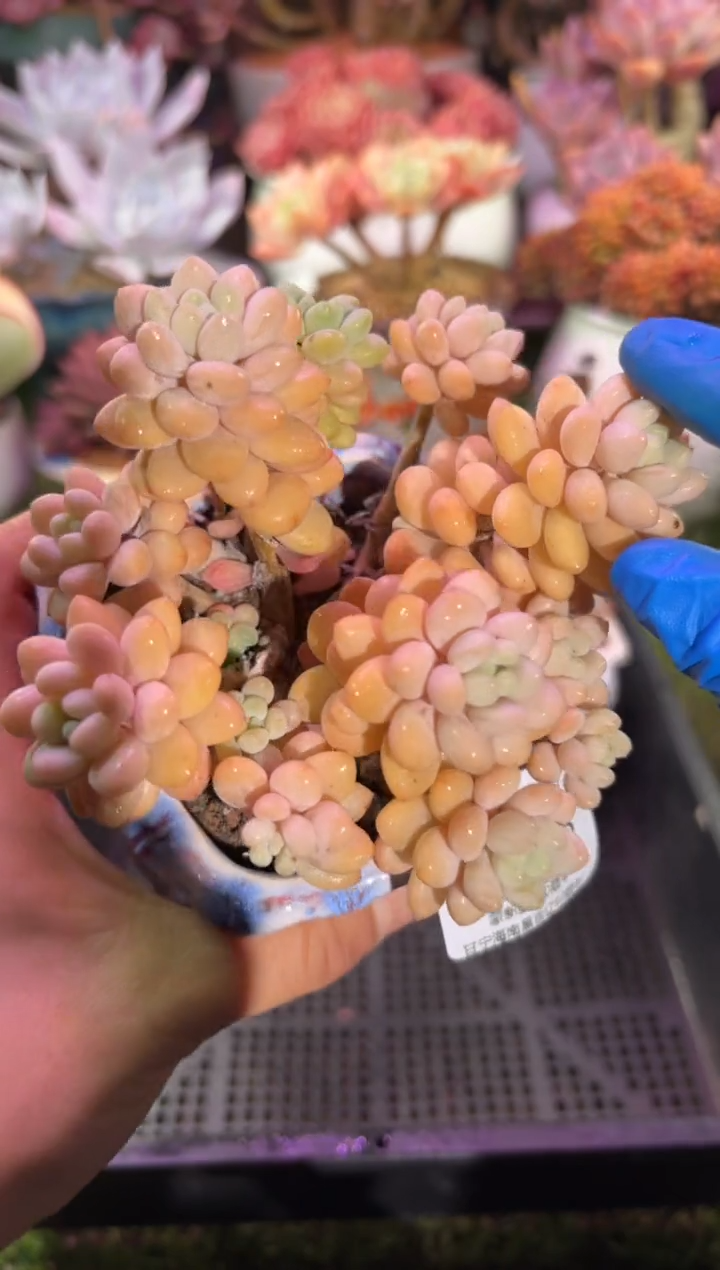 【闪购商品】11508