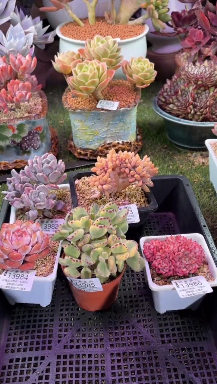 【闪购商品】13986