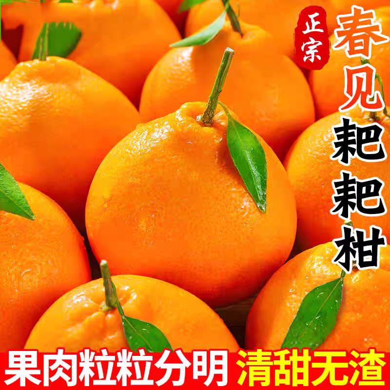 四川春见耙耙柑粑粑柑杷杷柑正宗水果整箱当季桔橘