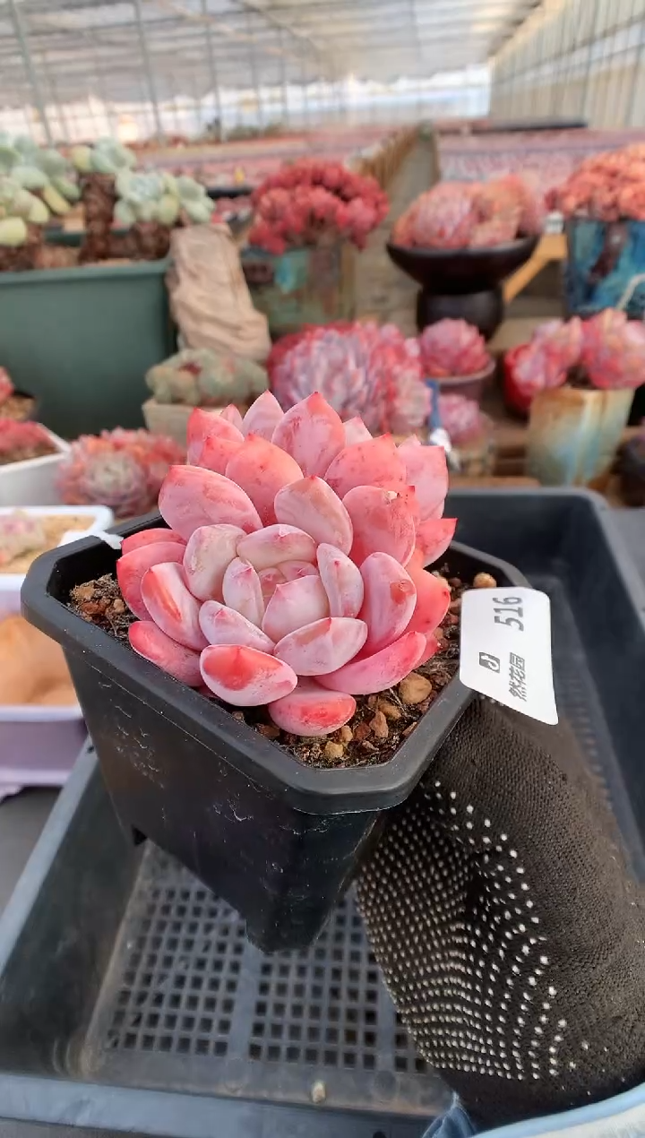 【闪购商品】516有砍雪天使一物一拍