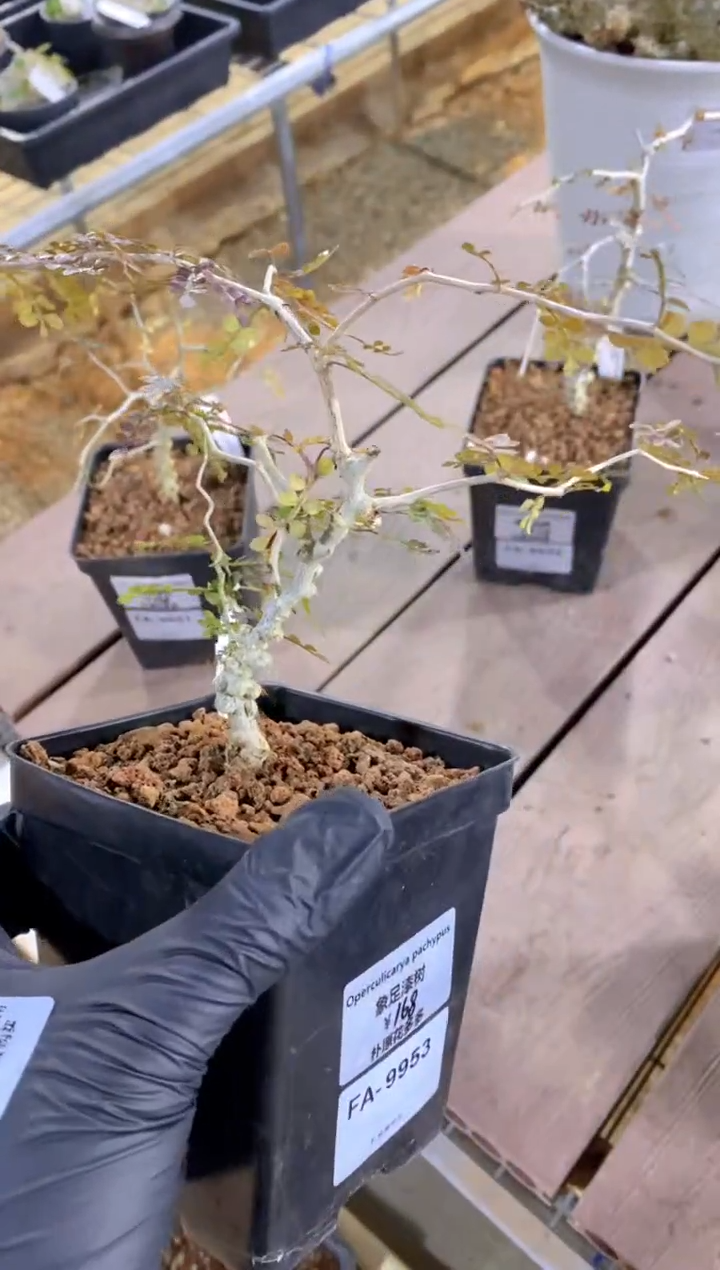 【闪购商品】象足漆树FA-9953