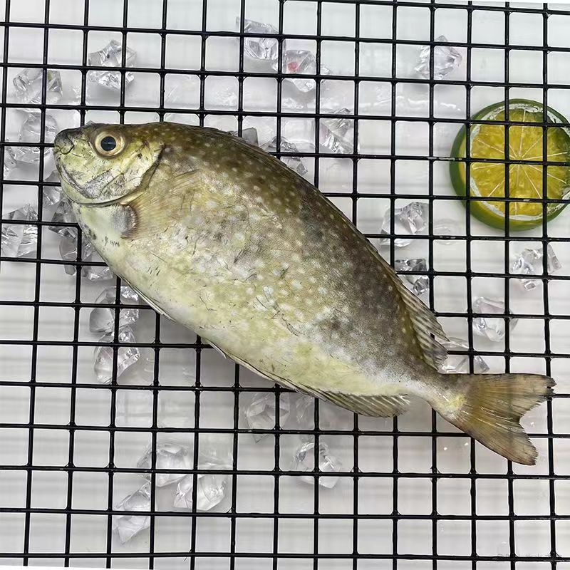 野生海捕泥猛鱼 天然新鲜 极速锁鲜发货全国顺丰冷链包邮4-6条/斤