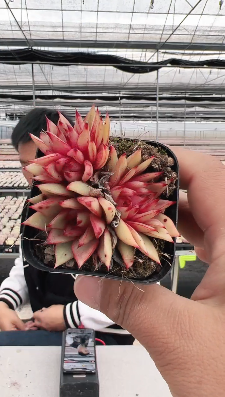 【闪购商品】新款多肉-170