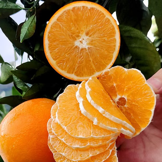 正宗江西赣南脐橙产地直发香甜可口水嫩多汁