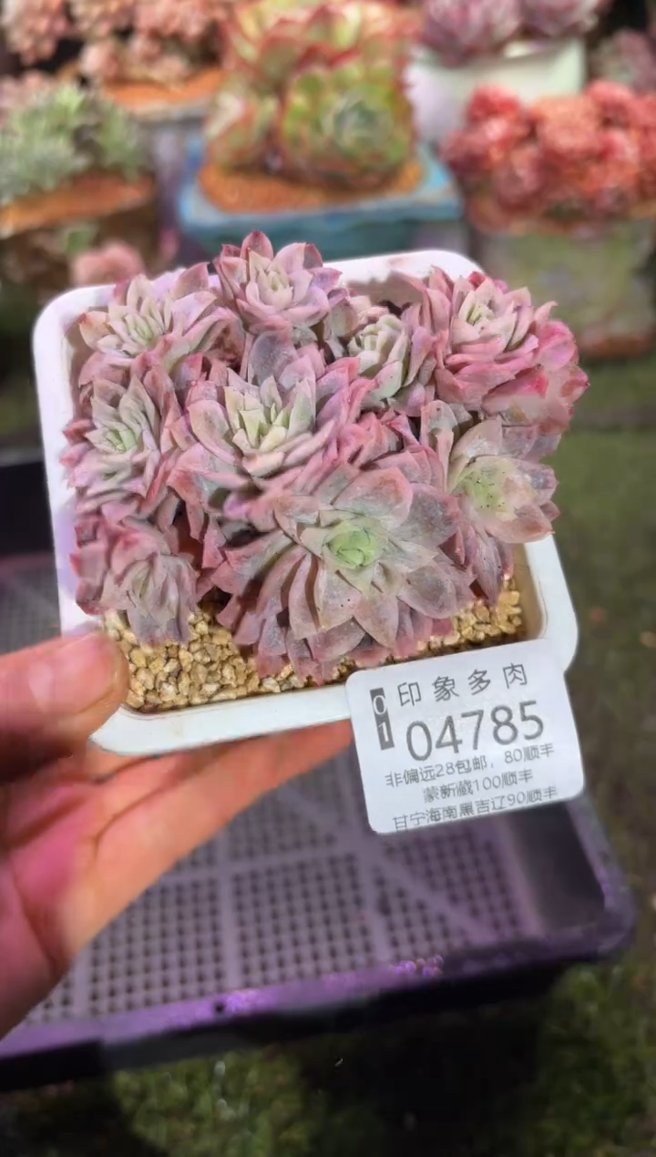 【闪购商品】04785