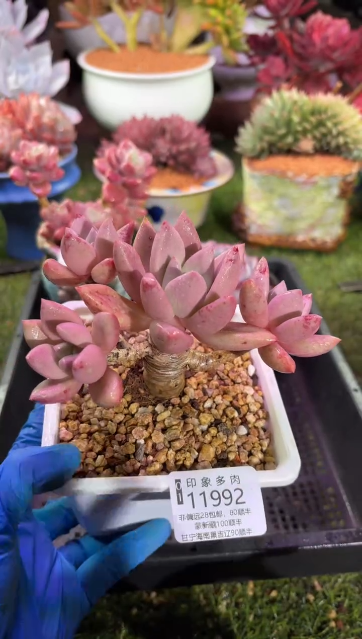 【闪购商品】11992