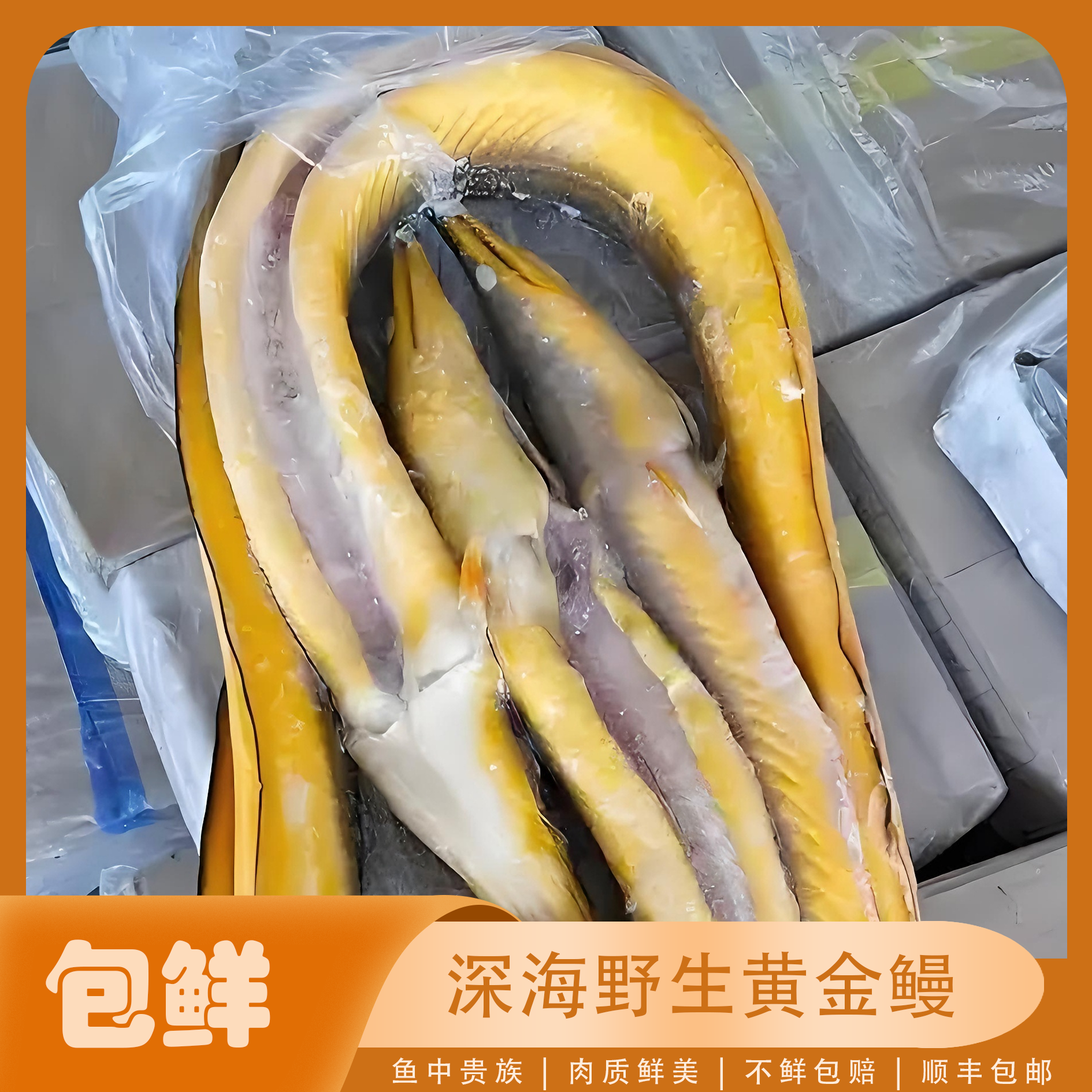 野生黄金鳗深海新鲜肉质鲜美 直播现称现卖（保鲜不包活）顺丰包邮