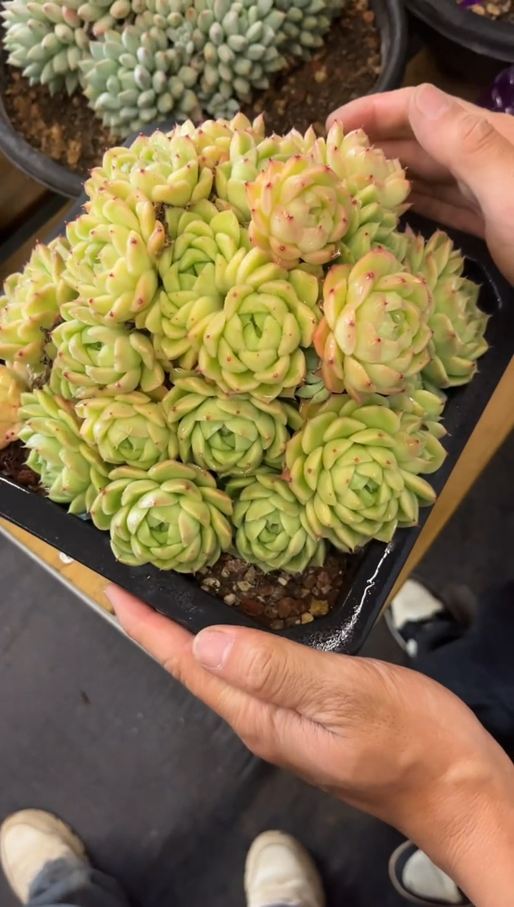 麦秆女王               