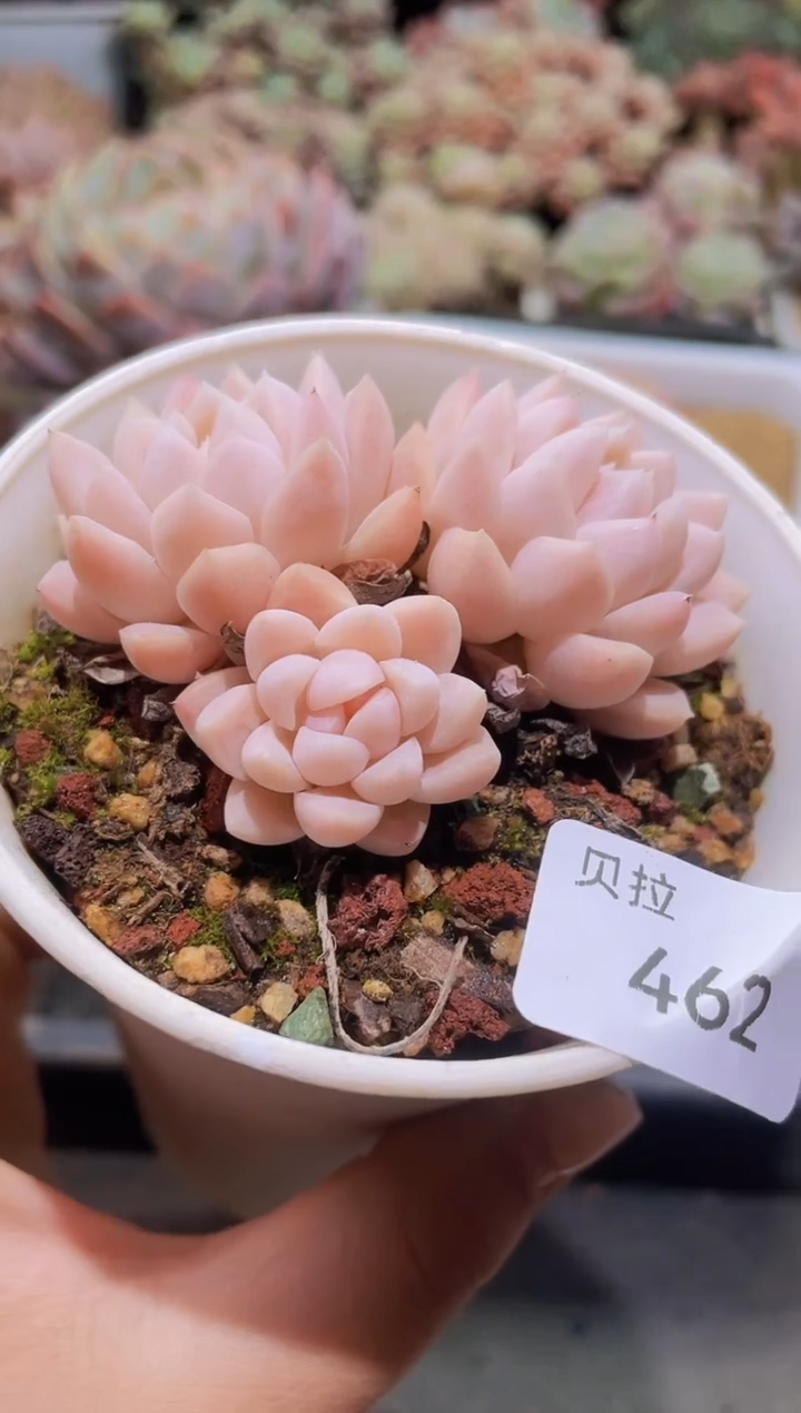 【闪购商品】462白月光群