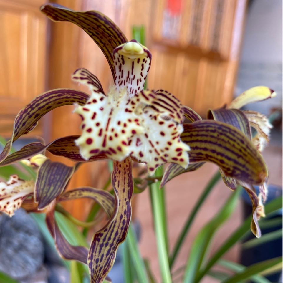 精品兰花一物一拍