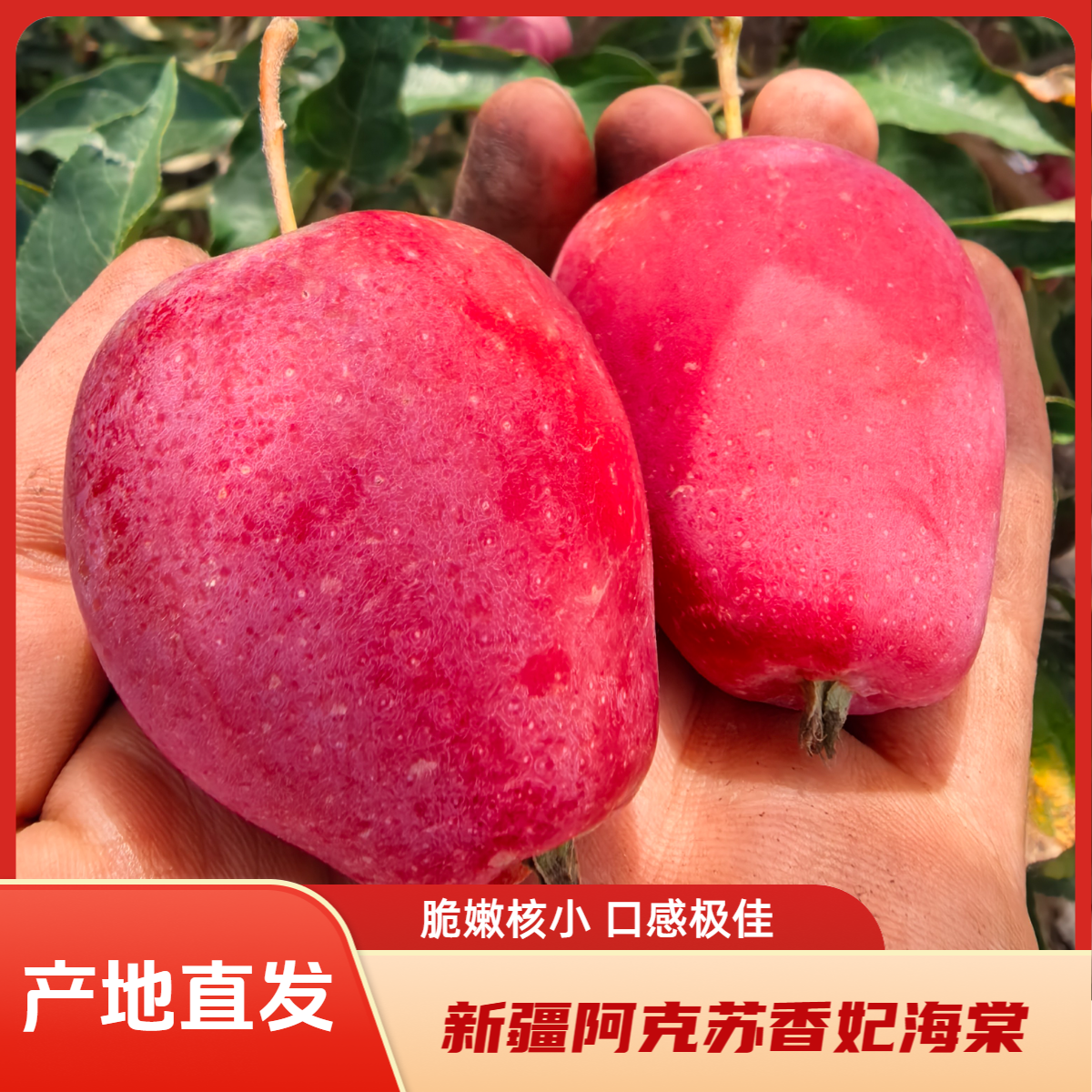 【产地直发】新疆阿克苏香妃海棠苹果鸡心小苹果包邮