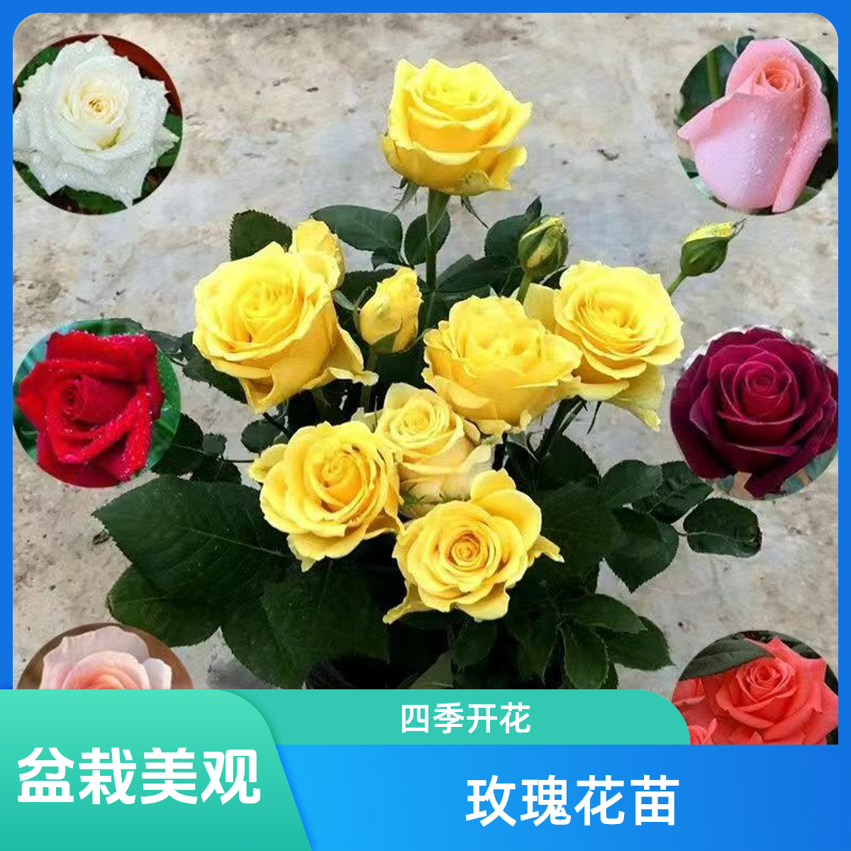 【稀有玫瑰】精选老桩四季开花庭院盆栽大花朵玫瑰月季蔷薇花苗