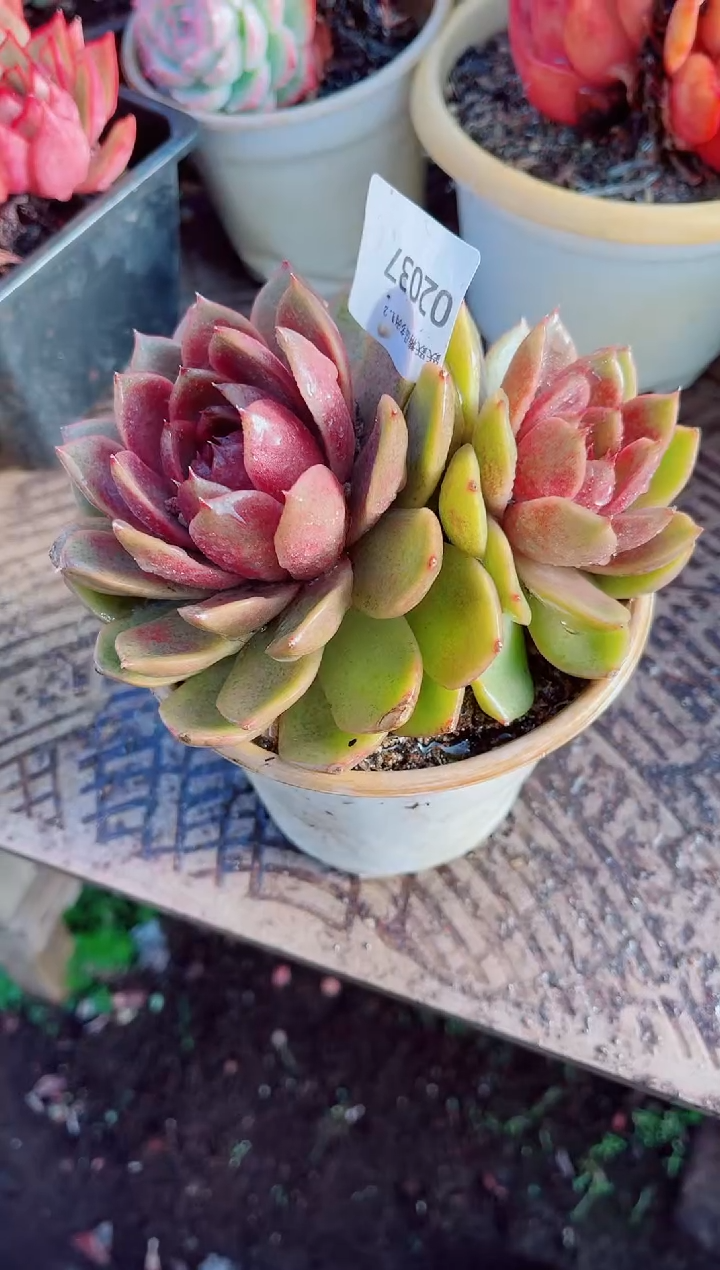 飘跃跃精品多肉02037