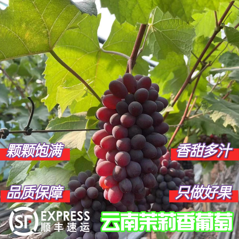 【顺丰冷链包邮】云南高山茉莉香葡萄新鲜上市优质严选现采现摘串