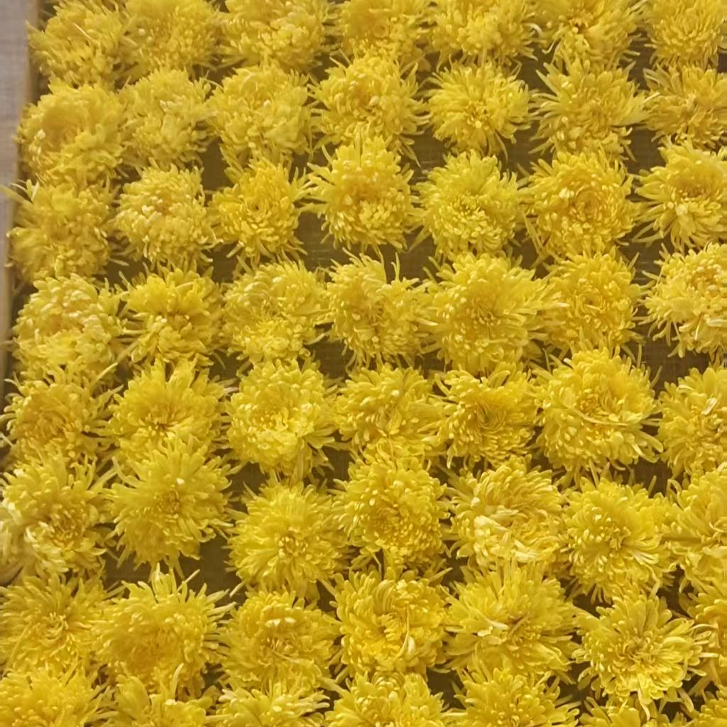 精选郦都金丝黄菊菊花茶独立包装一朵一杯原产地原生态皇居菊花