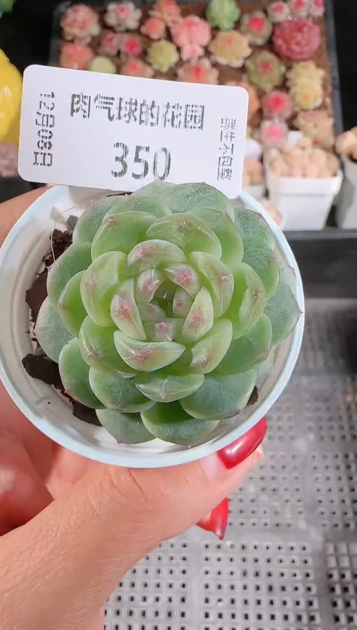 1208-350p3-9多肉群生不包整