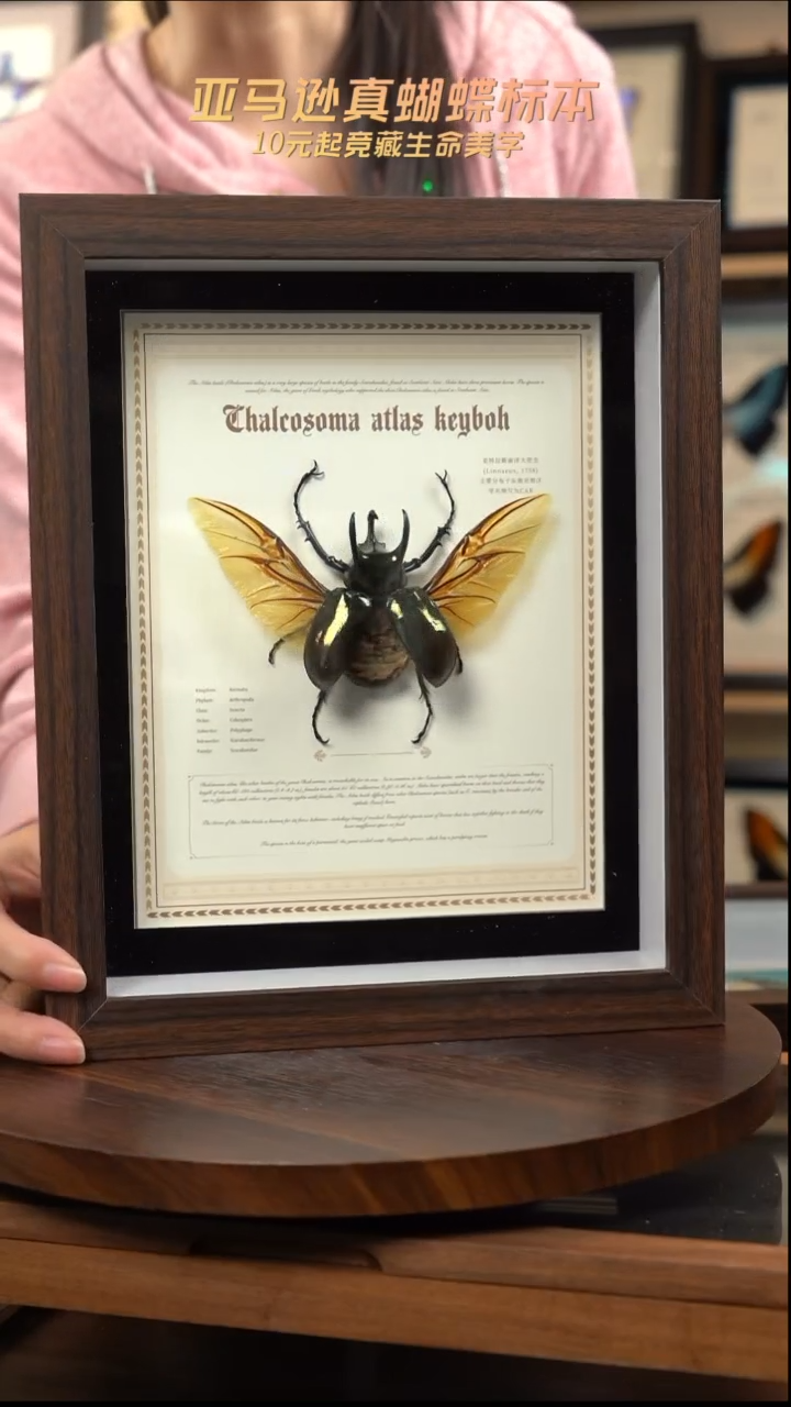 南洋大兜cak标本摆件