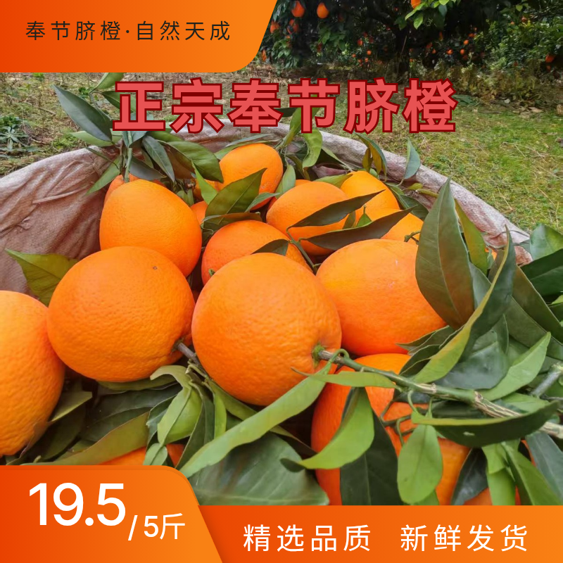 fjqch/奉节脐橙纽荷尔新鲜手剥橙子果肉细腻香甜多汁当季水果直发