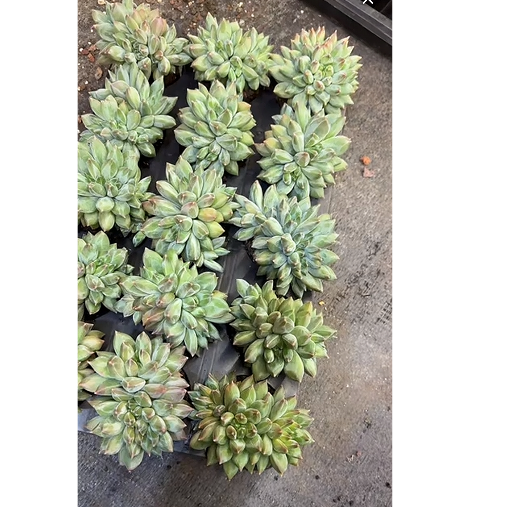 植迷园艺多肉植物12月31日重楼