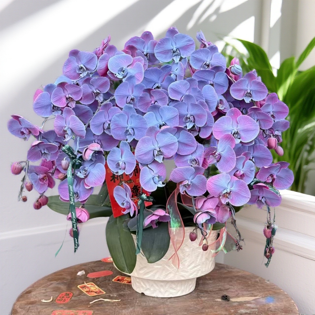  蝴蝶兰《蔚蓝》 小众稀缺品种带香味梦幻色系特殊工艺植物上色