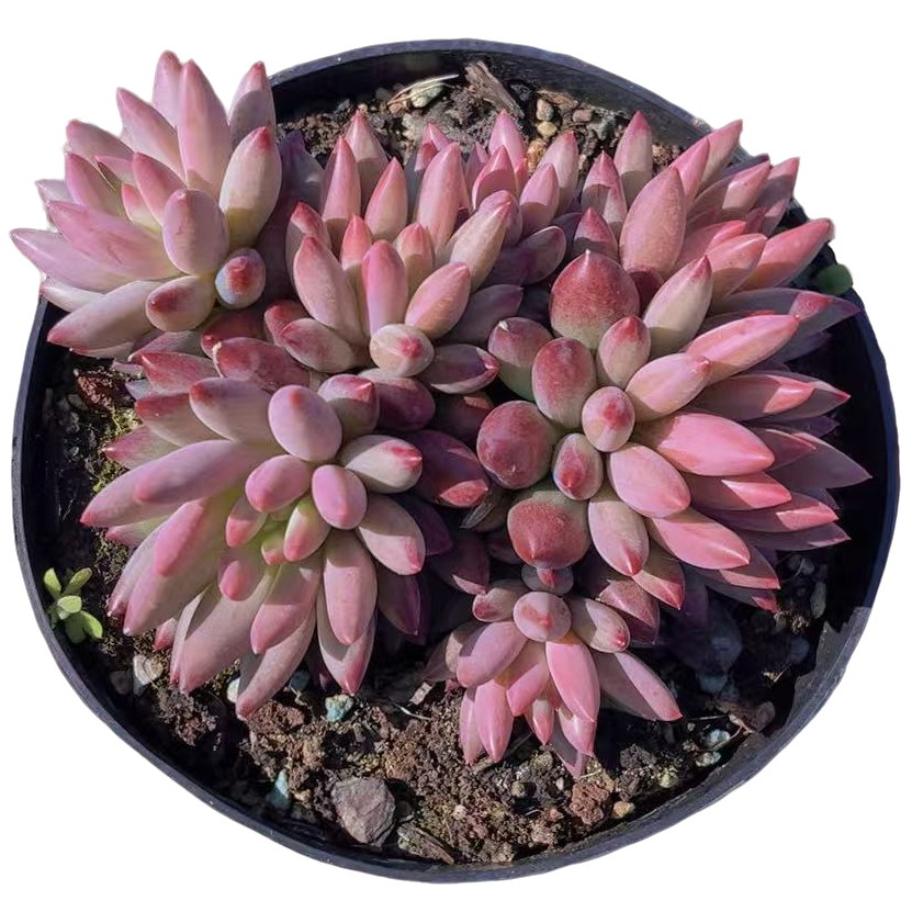 全状态流沙体虞美人多肉【满19包邮】