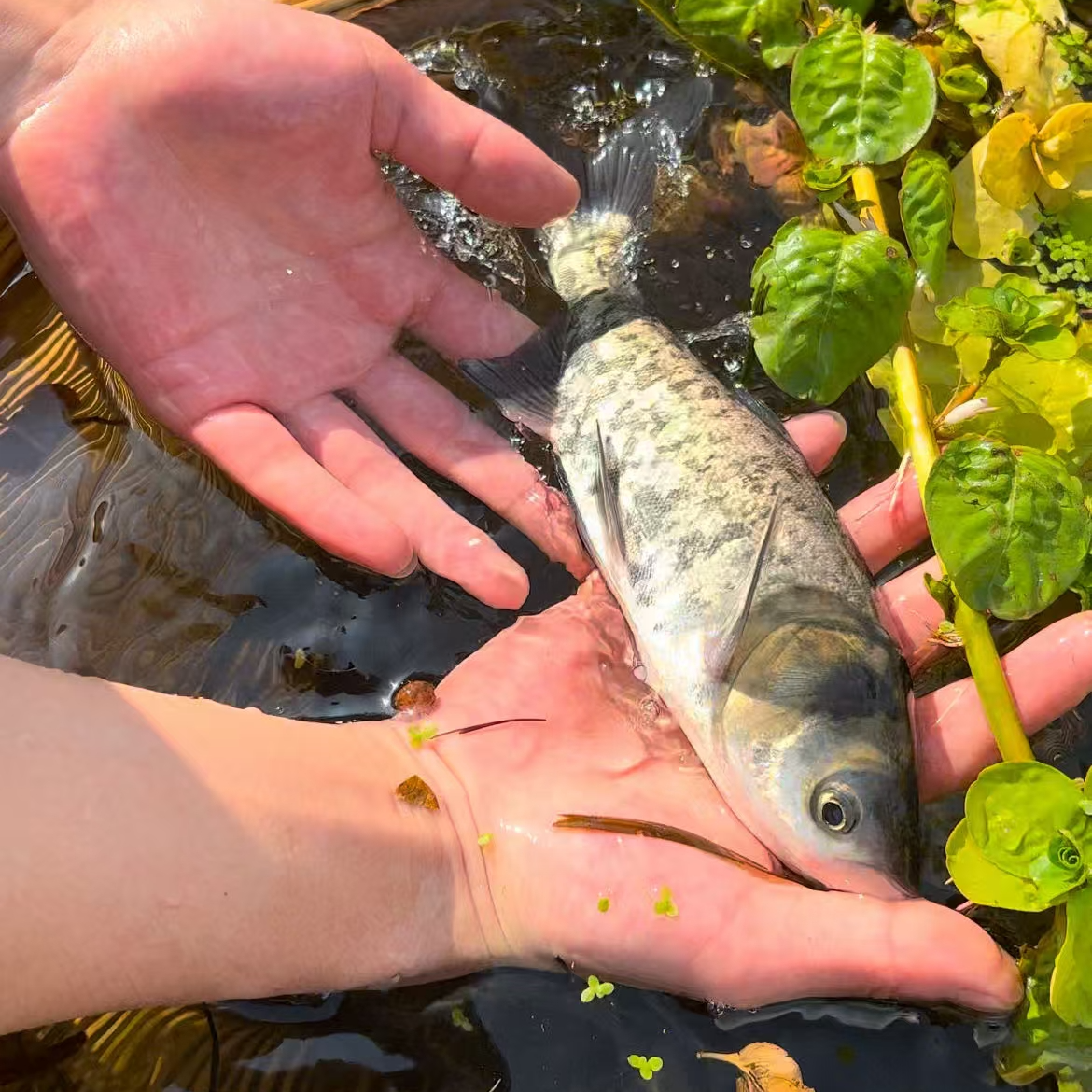 瑶瑶（花鲢鱼，大头鱼）淡水鱼 可观赏 淡水养殖