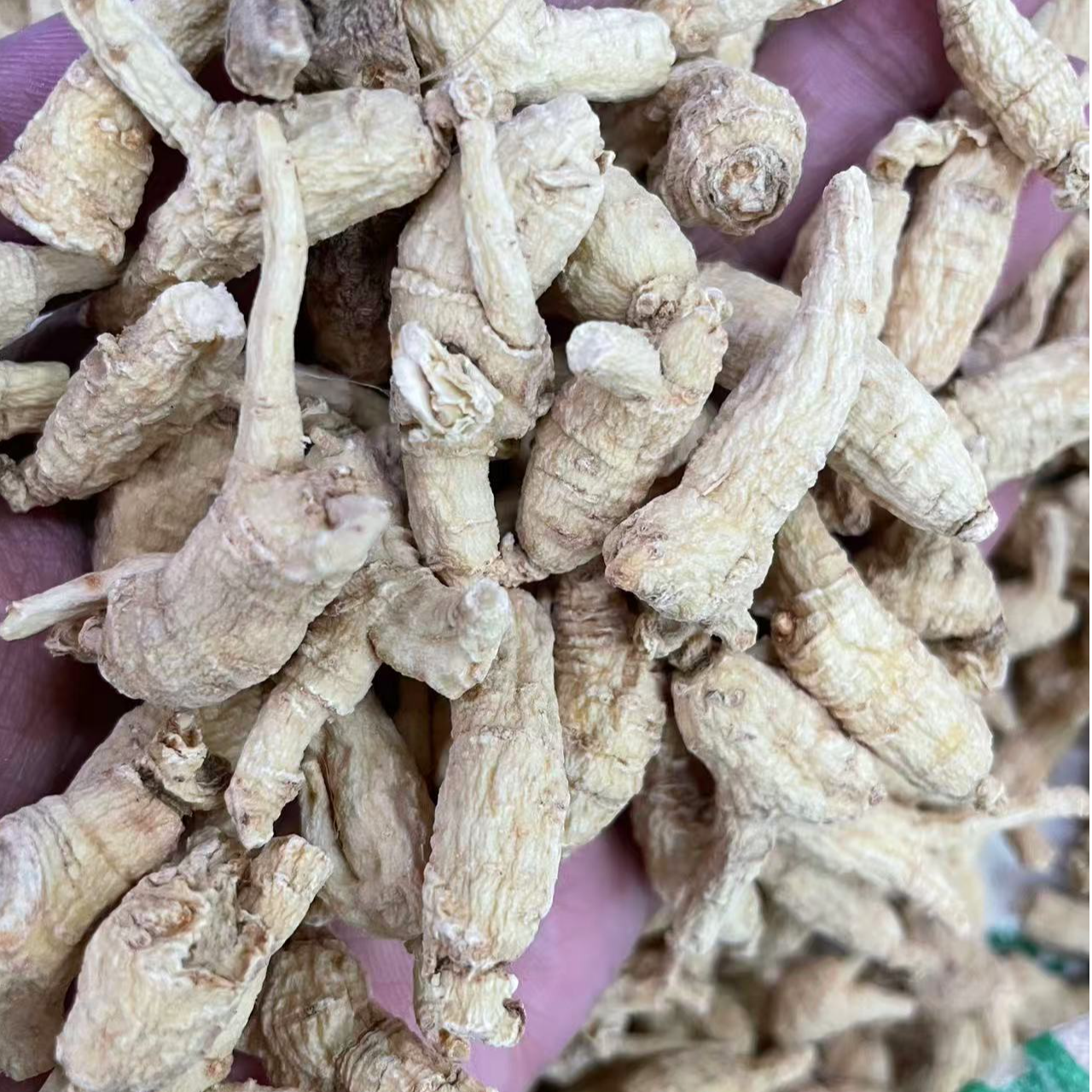 长白山西洋参小粒头