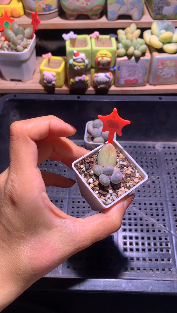 米可奶酪，满28包邮，不满发一个叶片到付