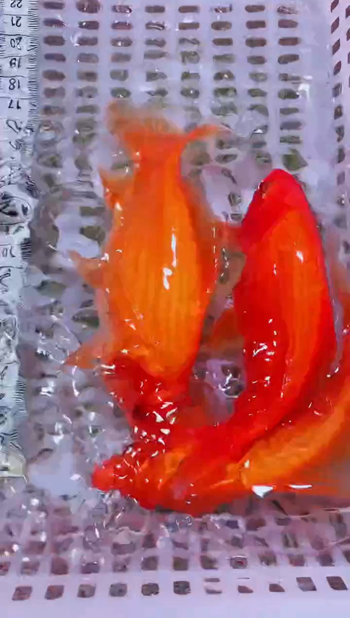 锦鲤血统锦鲤全场包邮140