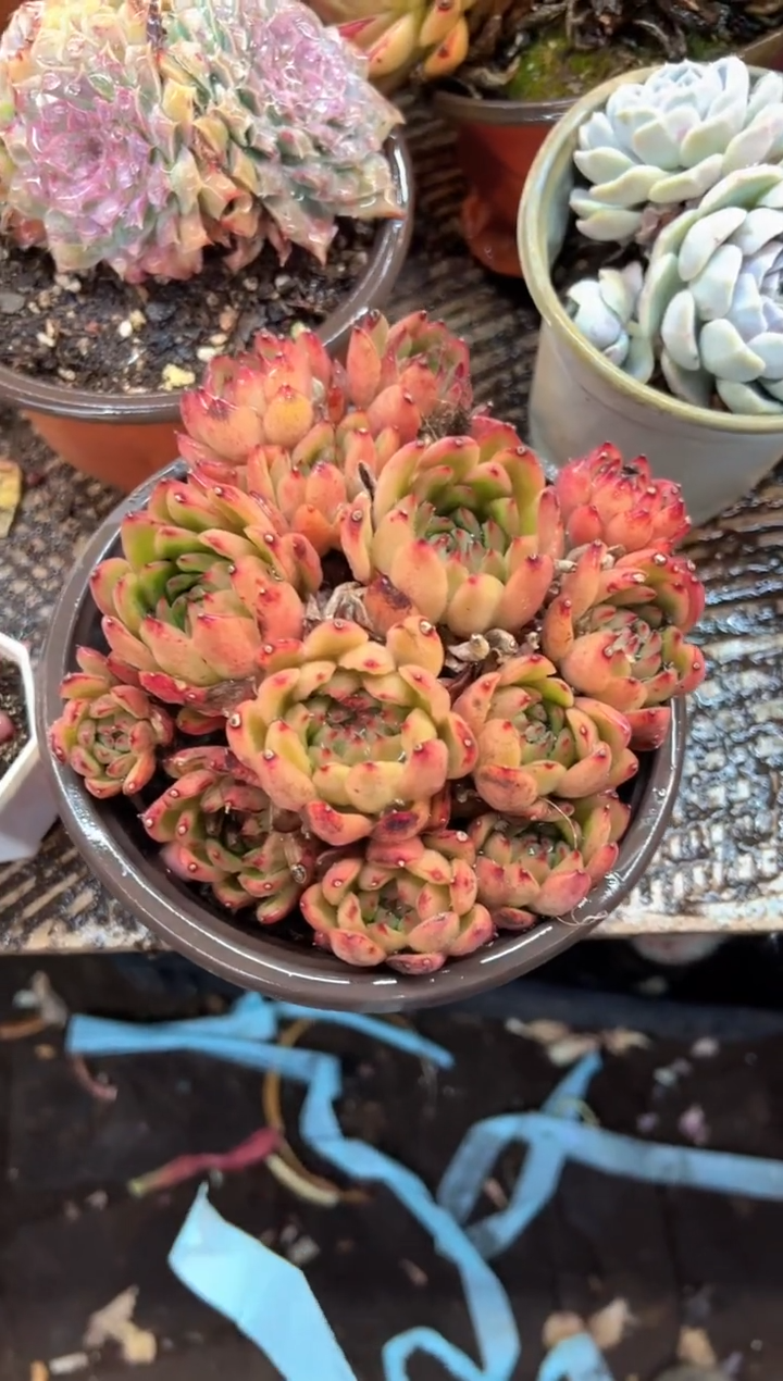 百*多肉植物一物一拍25585