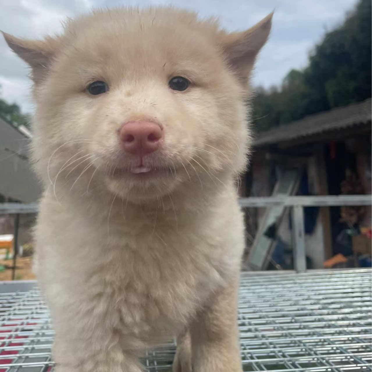 精品土松犬宠物活体五黑犬五红犬土狗广西发货
