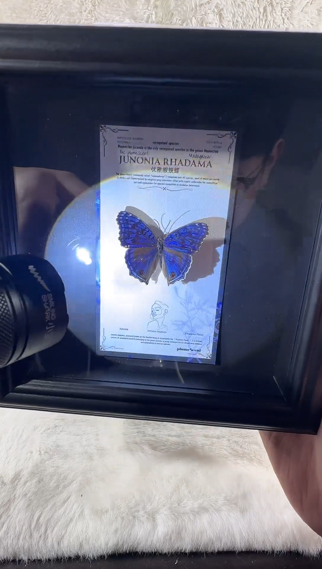 木优雅眼蛱蝶新相框 