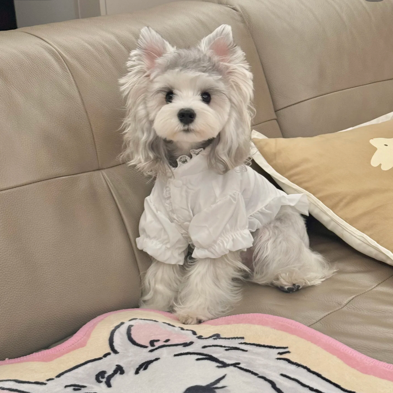 肚肚家雪纳瑞可爱家庭幼犬狗狗活体链接