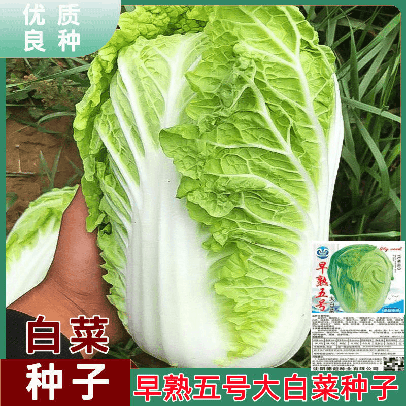 【全店满5包包邮】早熟五号大白菜种子耐热50天白菜籽包心夏秋播