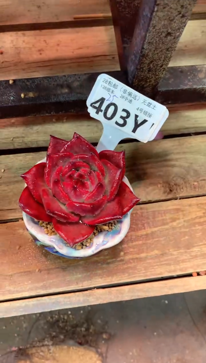 403Y（一物一拍，精品多肉，w所见即所得 ）