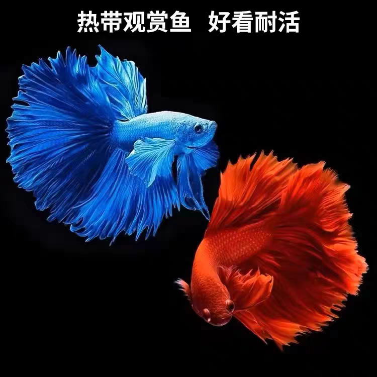好养耐活的小型热带观赏斗鱼半月公母多种颜色可选