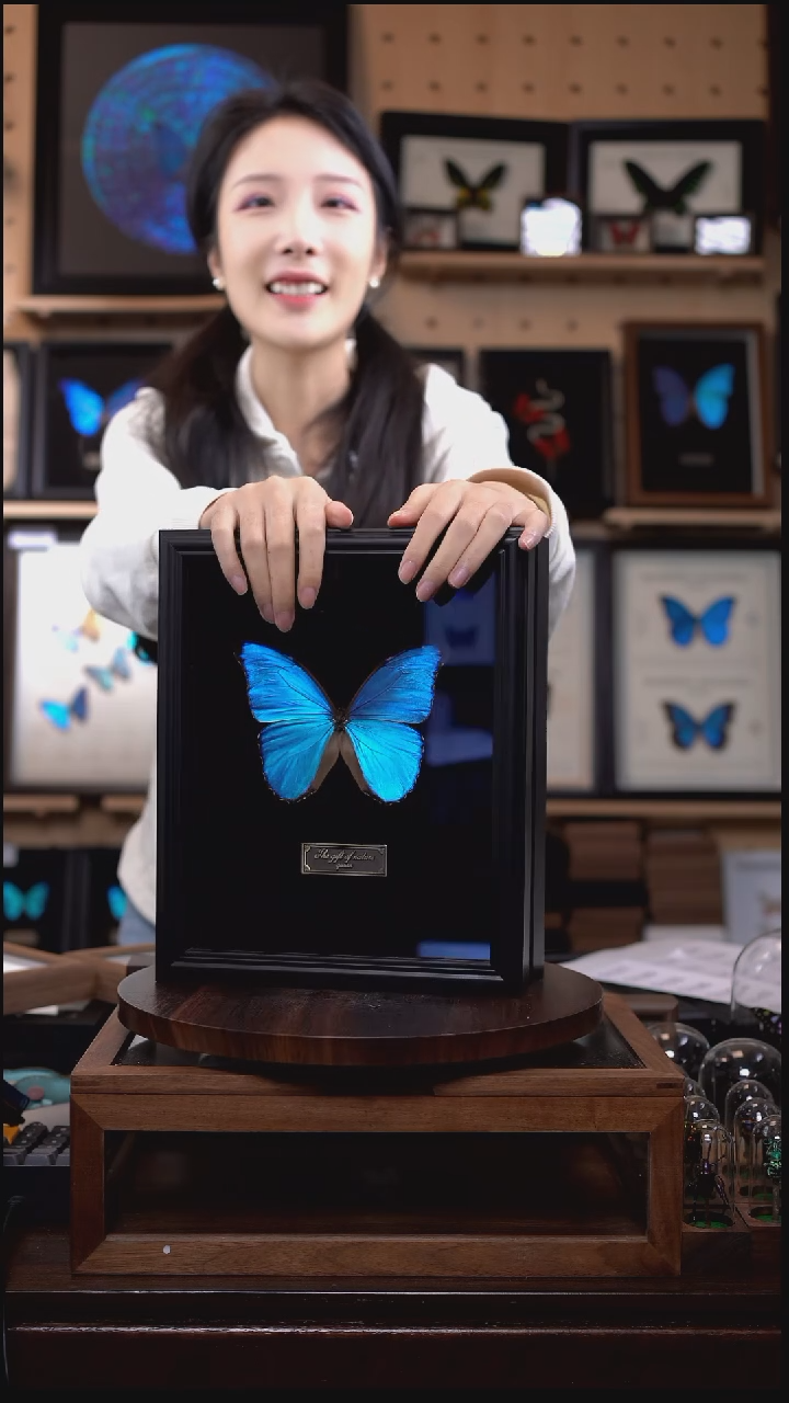 大蓝闪蝶黑绒底版10寸欧式框（带证书）