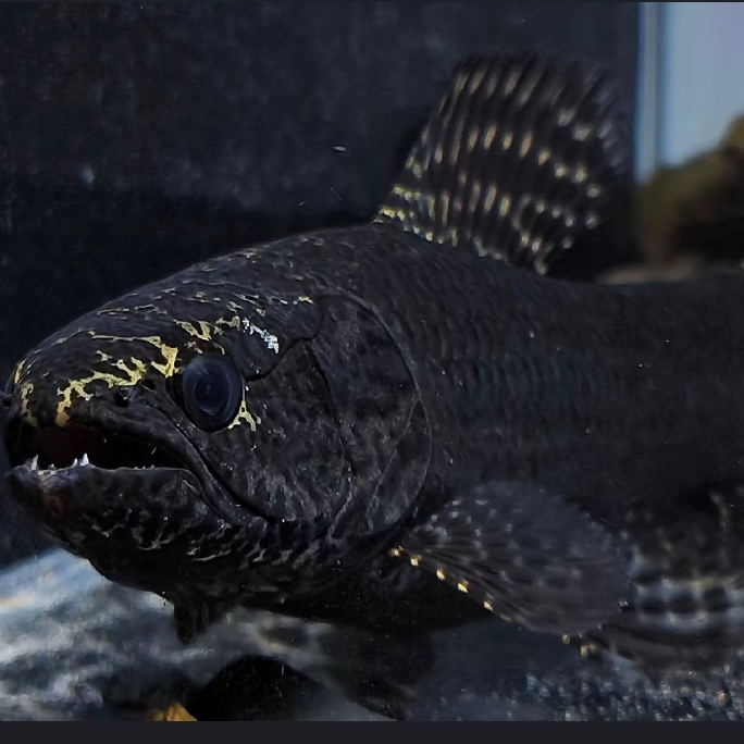 奥里诺科黑牙鱼（奥黑牙鱼）雷龙鱼南美淡水牙鱼猛鱼肉食鱼耐活鱼