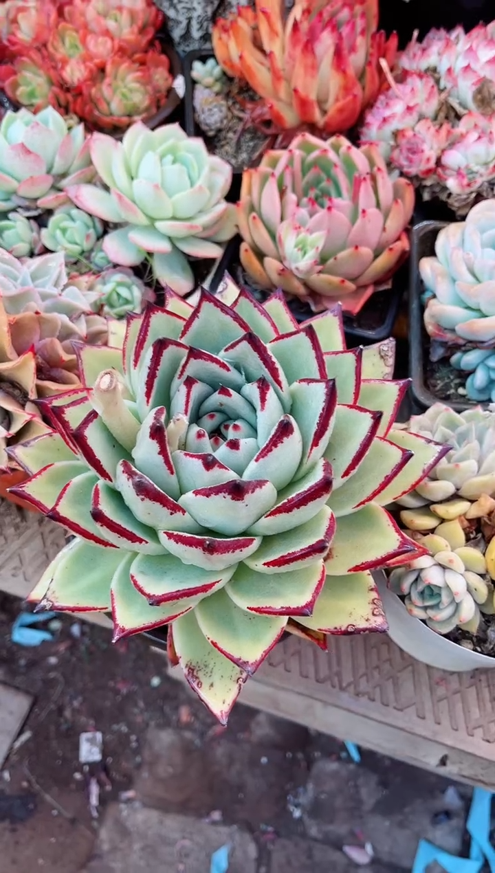 【闪购商品】23066