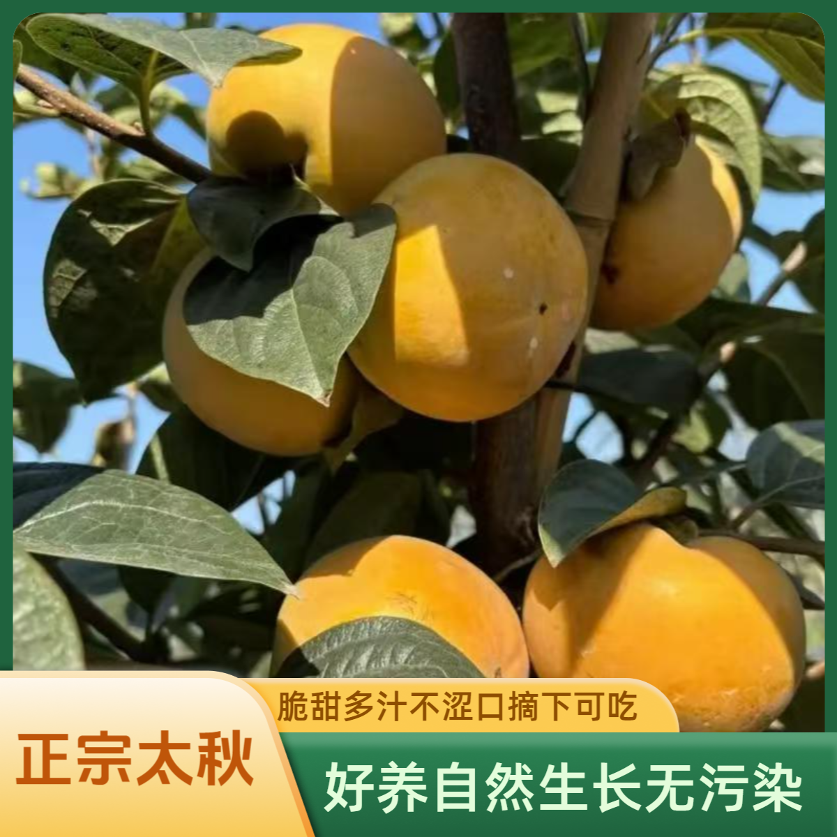 嫁接太秋甜脆柿子  中熟大果无籽 南北中部花园盆栽地栽庭院