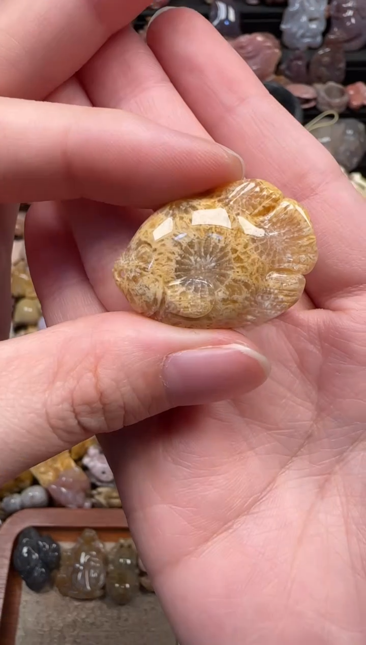 颈饰未镶嵌硅化珊瑚（珊瑚玉）588